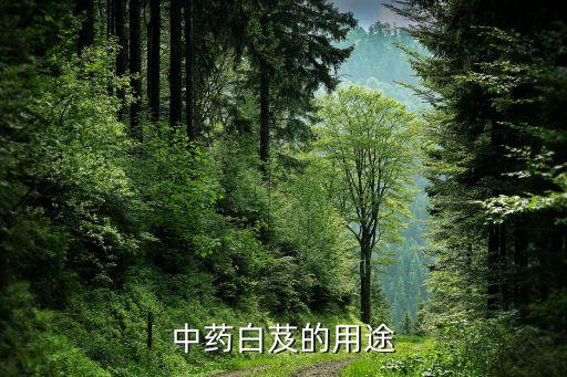 白薇中药，白伏有什么功效
