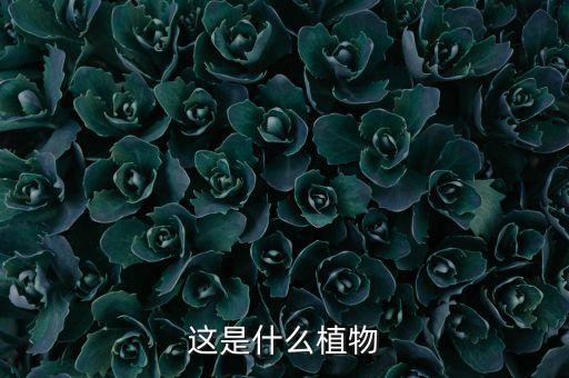 这是什么植物