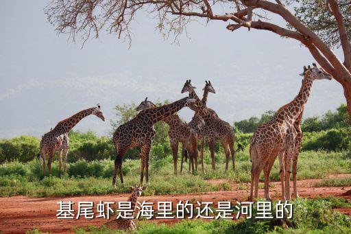 基围虾是海虾吗，基围虾是海虾吗大头虾是河虾吗