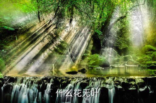 什么花无叶