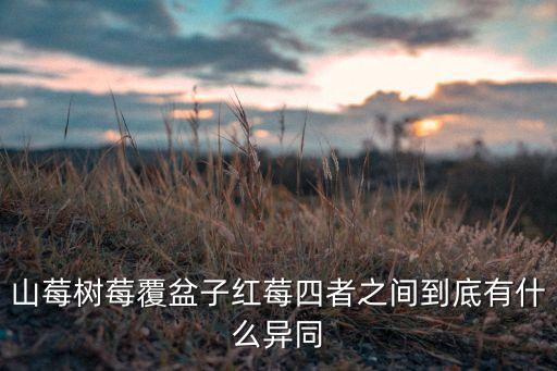山莓树莓覆盆子红莓四者之间到底有什么异同