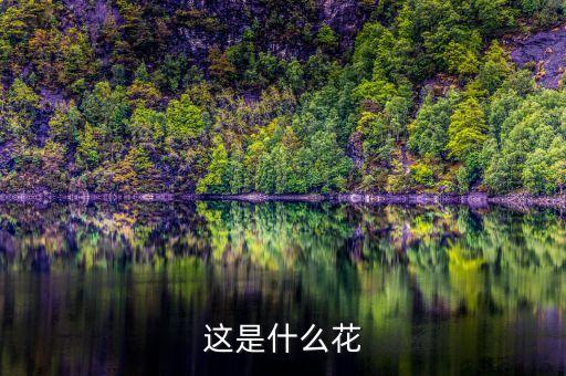 这是什么花