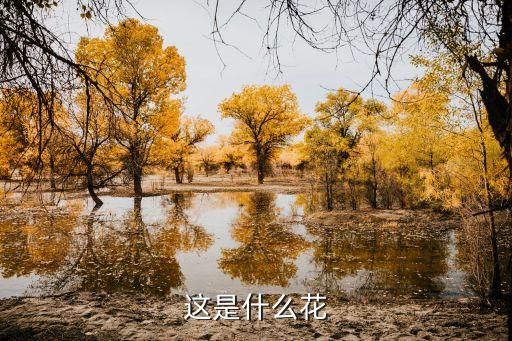 这是什么花
