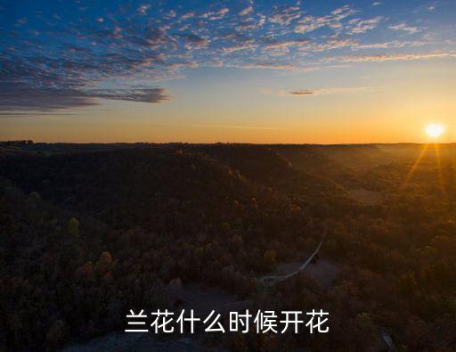 兰花什么时候开花