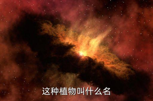 这种植物叫什么名