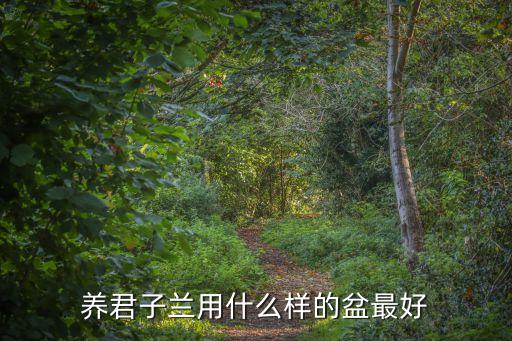 养君子兰用什么样的盆最好