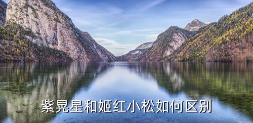 姬红小松，紫晃星和姬红小松如何区别