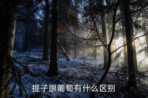 提子跟葡萄有什么区别