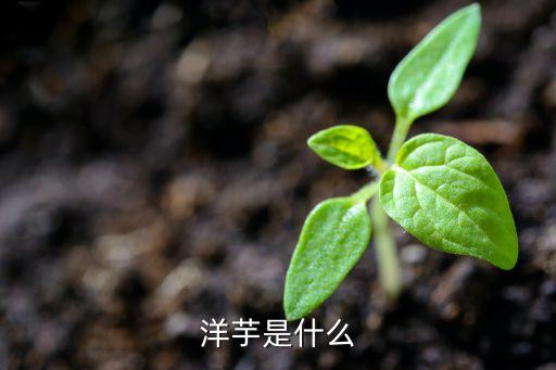 洋芋是什么