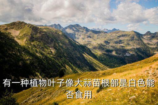 有一种植物叶子像大祘苗根部是白色能否食用