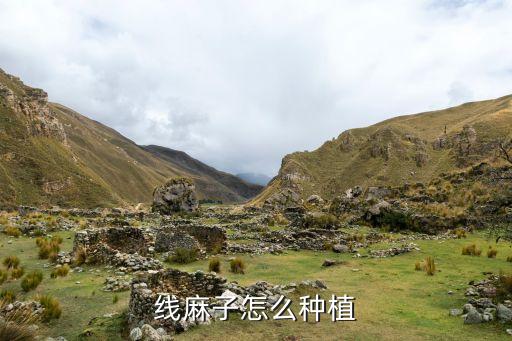 怎样种芝麻，芝麻一年能种几茬