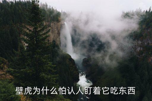 壁虎为什么怕认人盯着它吃东西