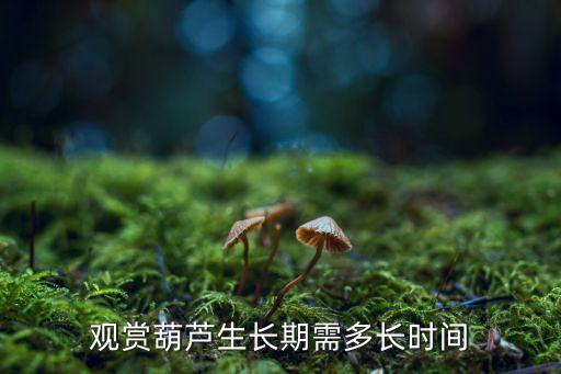 观赏葫芦生长期需多长时间