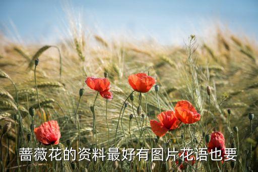 蔷薇花的资料最好有图片花语也要