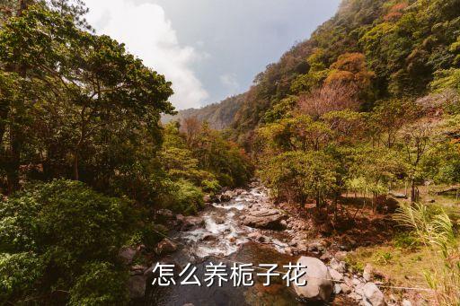 栀子花如何养，怎么养栀子花