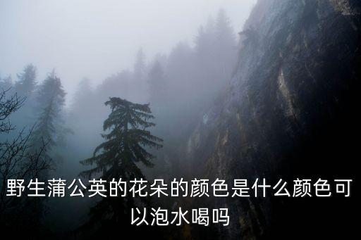 野生蒲公英的花朵的颜色是什么颜色可以泡水喝吗
