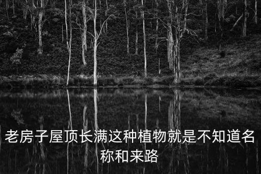 伽蓝菜属，bryophyllum是什么