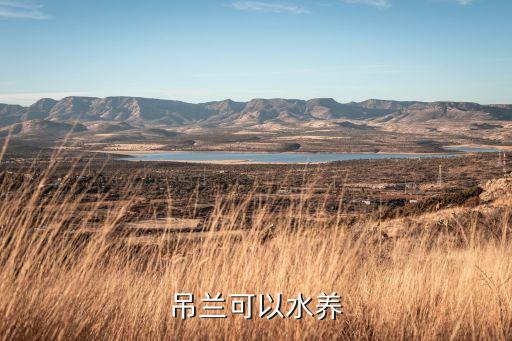 吊兰可以水养