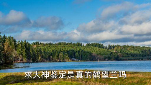 求大神鉴定是真的鹤望兰吗