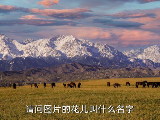 请问图片的花儿叫什么名字