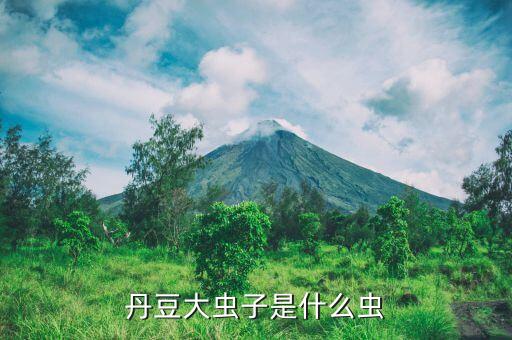豆丹虫，丹豆大虫子是什么虫
