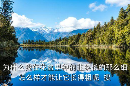 为什么我在花盆里种的韭菜长的那么细怎么样才能让它长得粗呢  搜