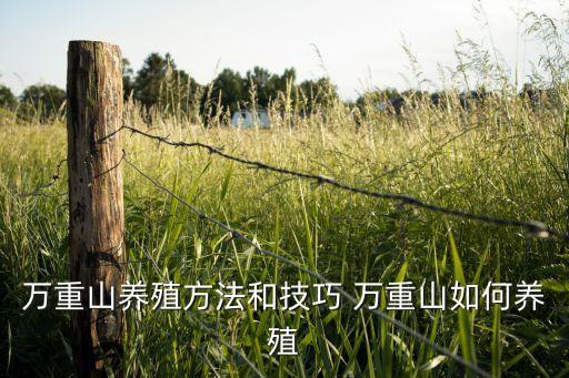 万重山的养殖方法和注意事项，万重山怎么养 万重山的养殖方法