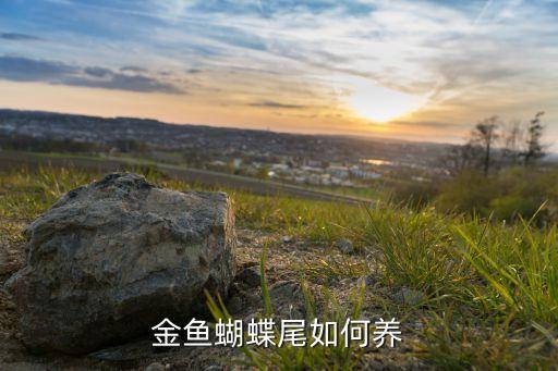 金鱼蝴蝶尾如何养