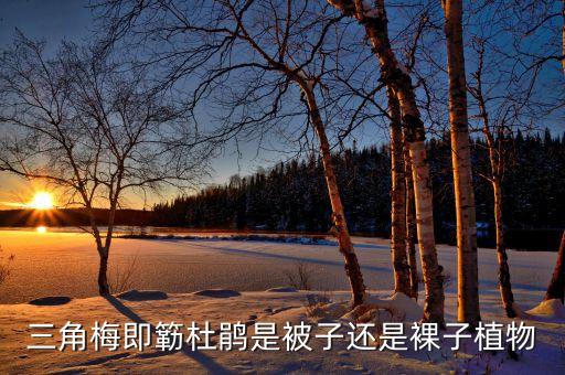 三角梅即簕杜鹃是被子还是裸子植物
