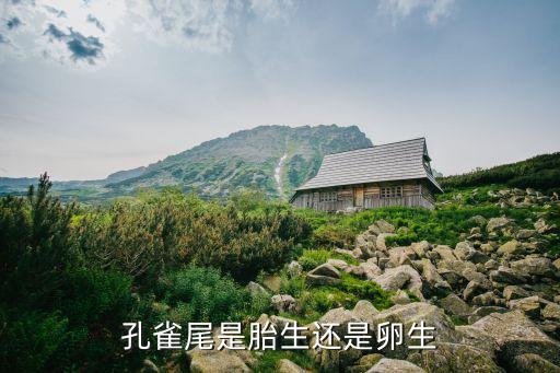 孔雀尾，孔雀尾是什么