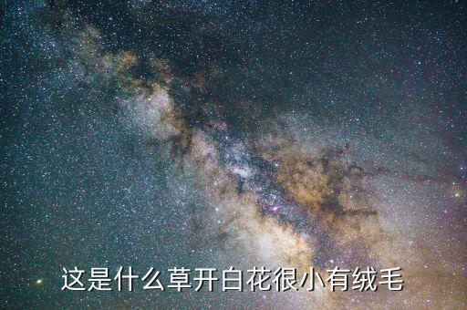 这是什么草开白花很小有绒毛
