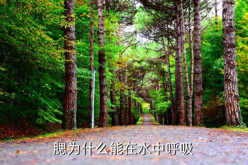 腮为什么能在水中呼吸