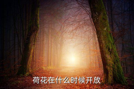荷花是什么时候开，荷花在什么时候开放