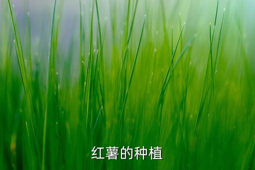 红薯的种植