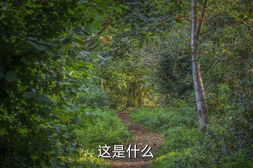 这是什么