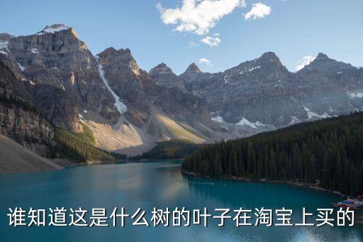 树仔菜，树籽菜学名
