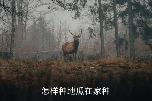 怎样种地瓜在家种