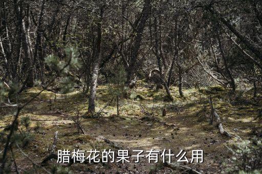 腊梅花的果子有什么用