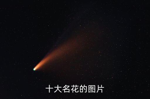 十大名花的图片
