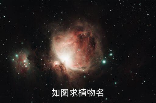 如图求植物名