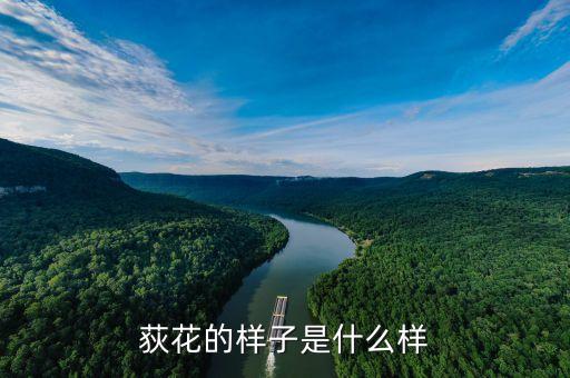 荻花的样子是什么样