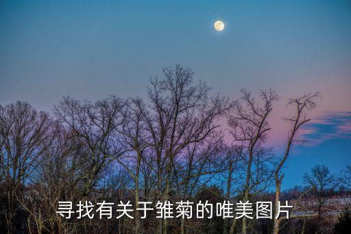 寻找有关于雏菊的唯美图片