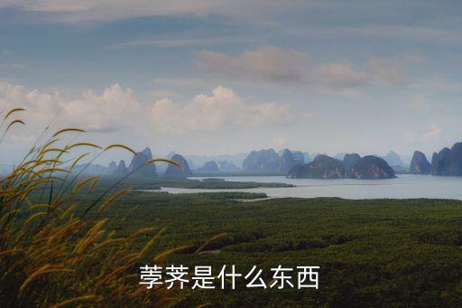 菩荠，荸荠是什么东西