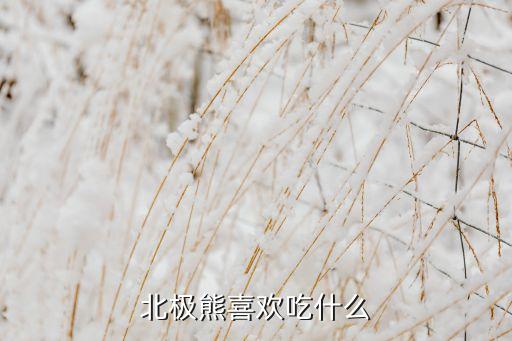 北极熊喜欢吃什么