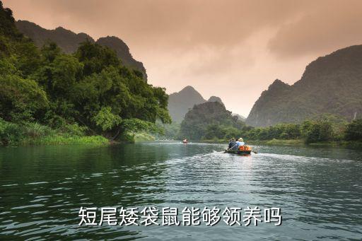 短尾矮袋鼠，谁能告诉我这是什么动物