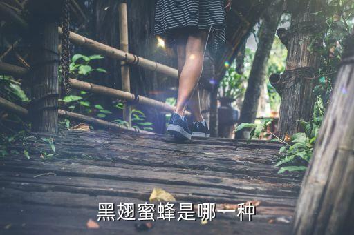 黑色蜜蜂，长2厘米宽05厘米全身黑色是什么蜜蜂