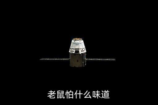 老鼠怕什么气味，老鼠最怕闻到什么味道