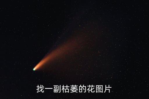 枯萎的花图片，找一副枯萎的花图片