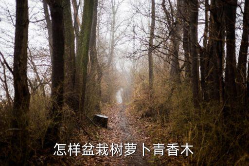 怎样盆栽树萝卜青香木