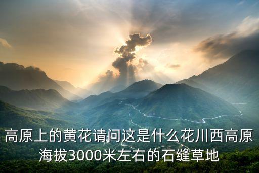 地黄花图片，龙眼儿的图片